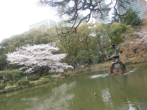 日比谷公園の桜