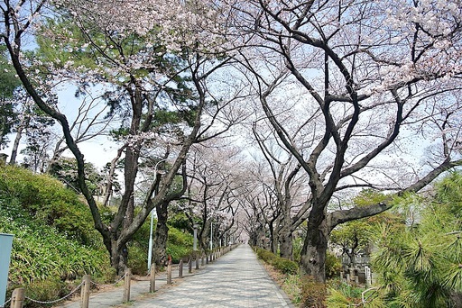 青山霊園の桜